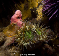 Ever notice how the shape of an anemone mimics the shape ... by Craig Hoover 